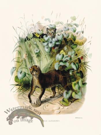 Elliot Cat 13 Jaguarondi Felis